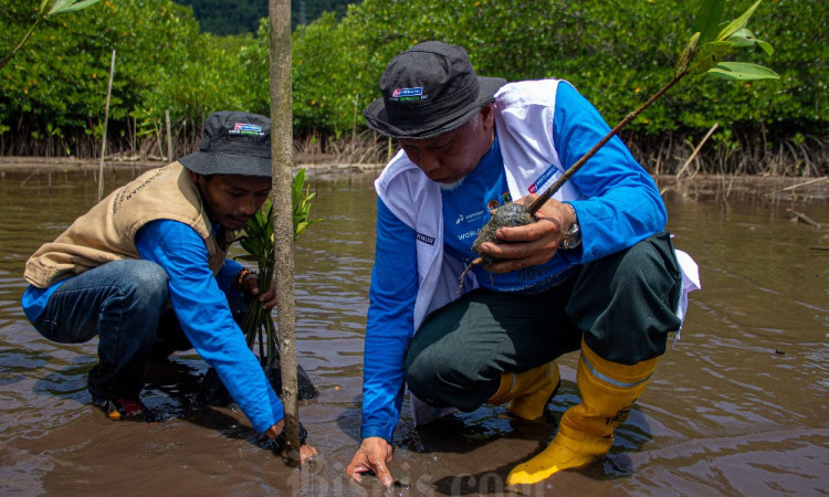 Pertamina Peringati World Mangrove Day di Taluak Buo