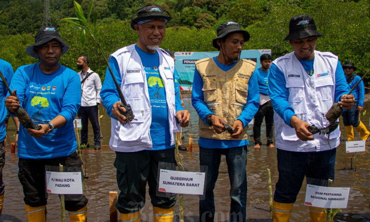Pertamina Peringati World Mangrove Day di Taluak Buo