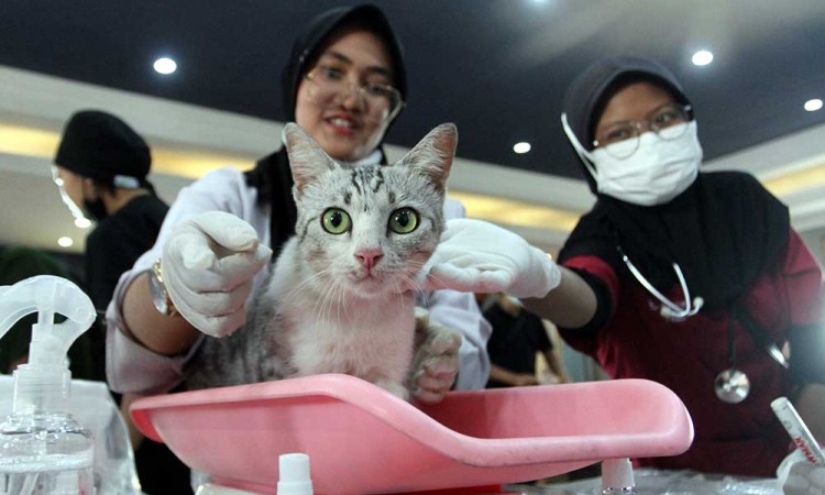 Pengendalian Populasi Kucing Melalui Program Steril Gratis