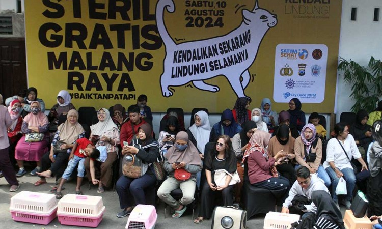Pengendalian Populasi Kucing Melalui Program Steril Gratis