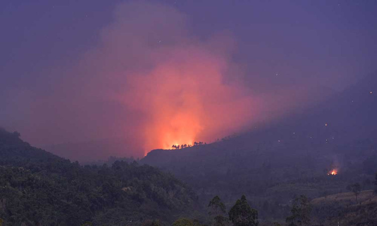 Hutan Seluas 16 Hektare di Gunung Guntur Hangus Terbakar