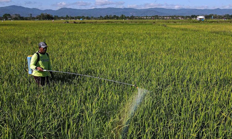 Perluasan Areal Tanam di Sulawesi Tenggara Mencapai 3.532 Hektare