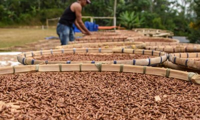 Pemerintah Kabupaten Tasikmalaya Catat Omset Petani Cengkeh Sebesar Rp7,2 Miliar Per Tahun