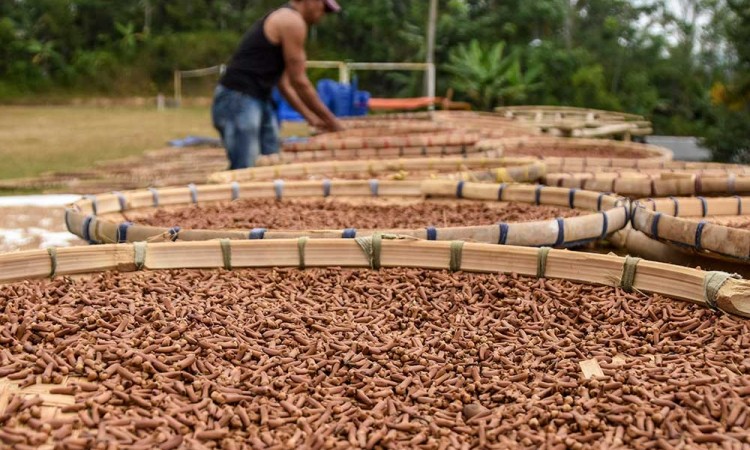 Pemerintah Kabupaten Tasikmalaya Catat Omset Petani Cengkeh Sebesar Rp7,2 Miliar Per Tahun