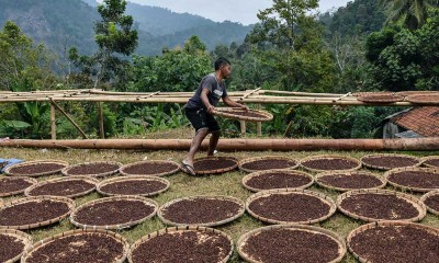 Pemerintah Kabupaten Tasikmalaya Catat Omset Petani Cengkeh Sebesar Rp7,2 Miliar Per Tahun