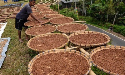 Pemerintah Kabupaten Tasikmalaya Catat Omset Petani Cengkeh Sebesar Rp7,2 Miliar Per Tahun