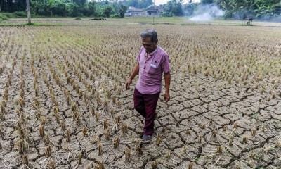 Sawah Terdampak Kekeringan di Lebak