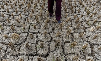 Sawah Terdampak Kekeringan di Lebak