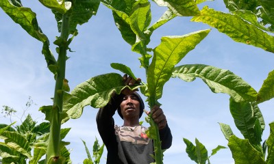 Panen Raya Tembakau di Temanggung