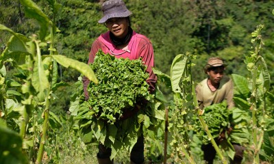 Panen Raya Tembakau di Temanggung