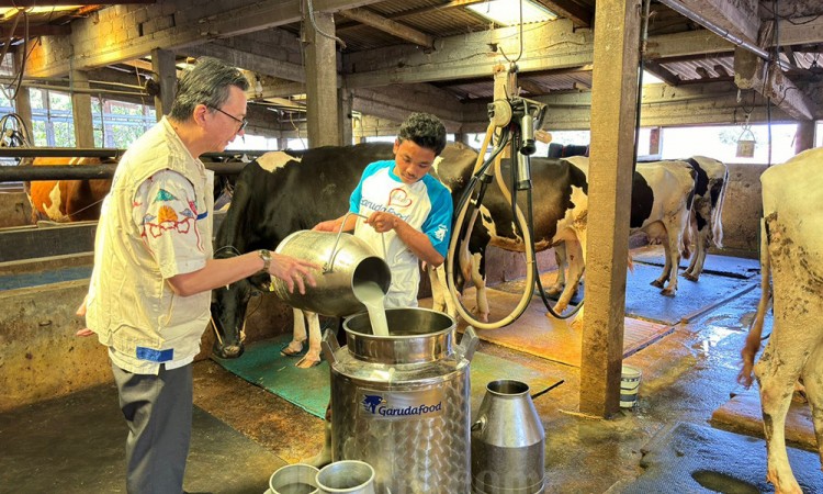 Perkuat Kemitraan Peternak Sapi Perah Lokal