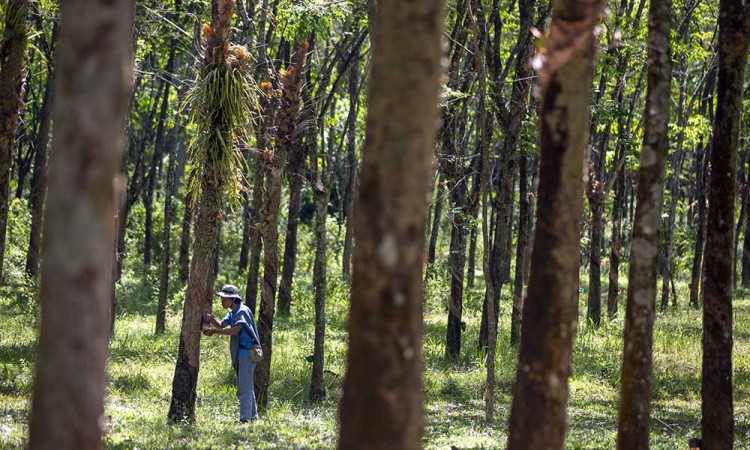 Potensi Produksi Karet Alam di Indonesia Bisa Mencapai Diatas 2,6 Juta Ton Pada 2024