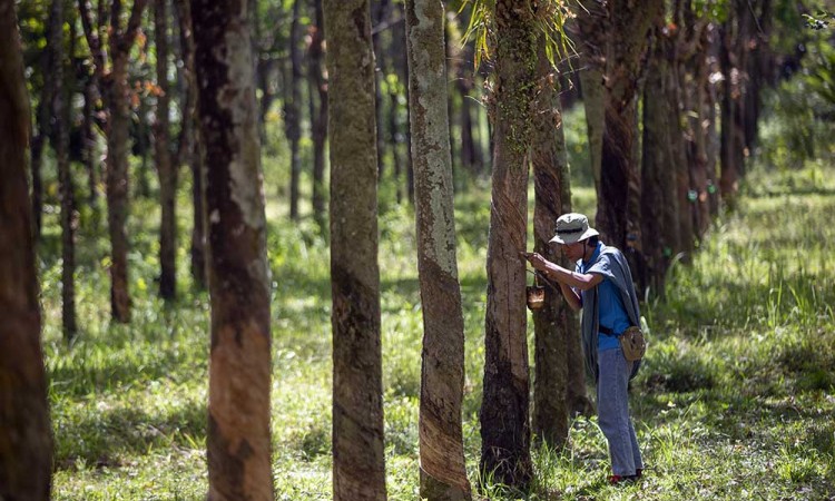 Potensi Produksi Karet Alam di Indonesia Bisa Mencapai Diatas 2,6 Juta Ton Pada 2024