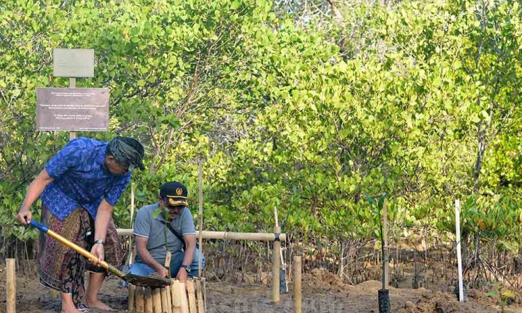 Paus Fransiskus Berkati Lima Bibit Mangrove