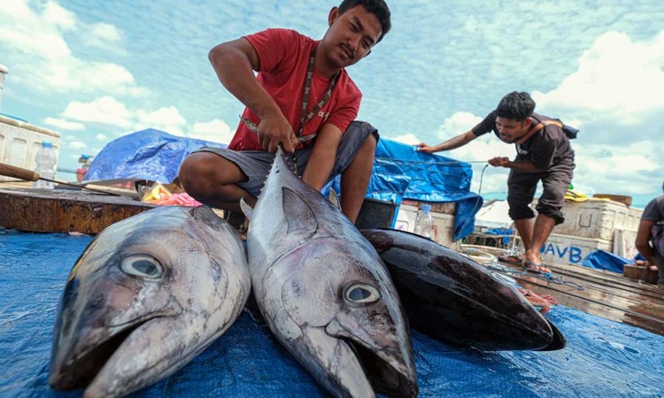 PT Perikanan Menyerap Sebanyak 4.680 Ton Ikan Hasil Tangkapan Nelayan