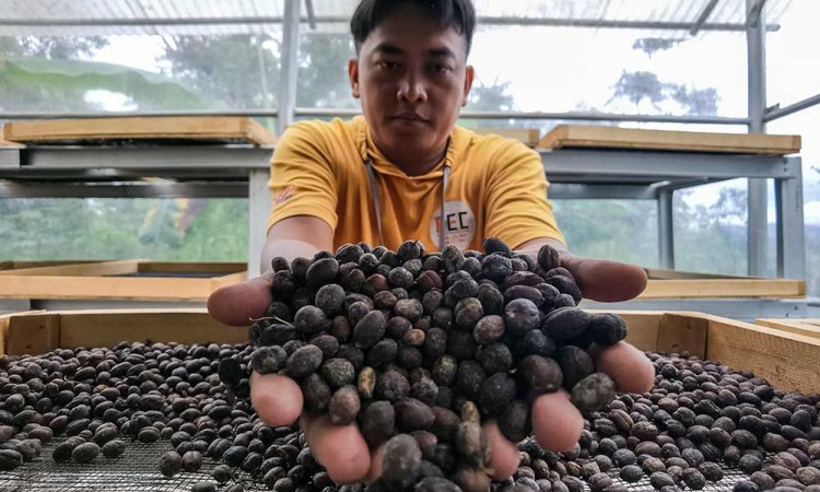 Harga Jual Biji Kopi Robusta Di Tingkat Petani Naik Hingga 50%