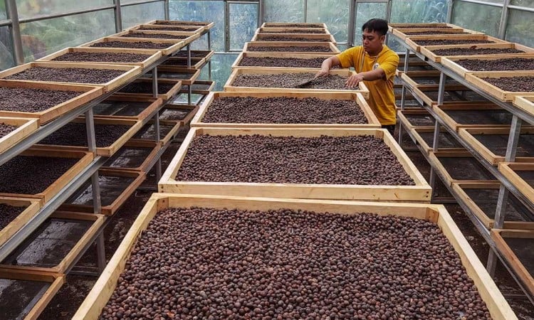 Harga Jual Biji Kopi Robusta Di Tingkat Petani Naik Hingga 50%