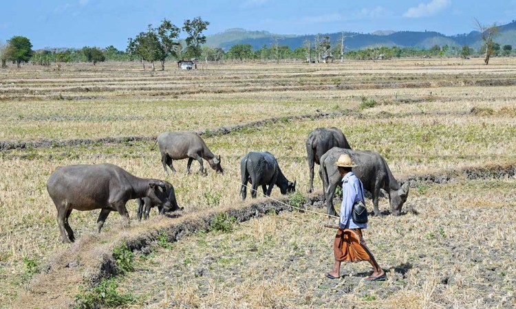 Potensi Kekeringan di Wilayah NTB Piprediksi Meluas