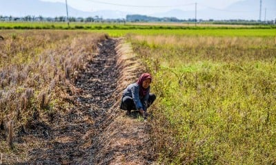 Kekeringan Melanda Kabupaten Bandung, Sebanyak 856 Hektare Sawah Terancam Gagal Panen