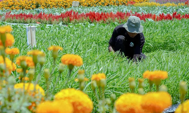 Penanaman Sayur-Sayuran di Lahan Holtikultura Guna Mencegah Serangan Hama