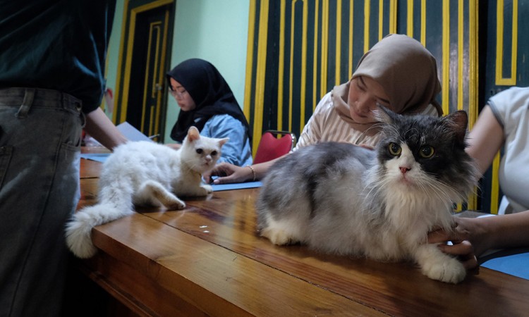 Lomba Kucing Difabel Sehat dan Kucing Malas