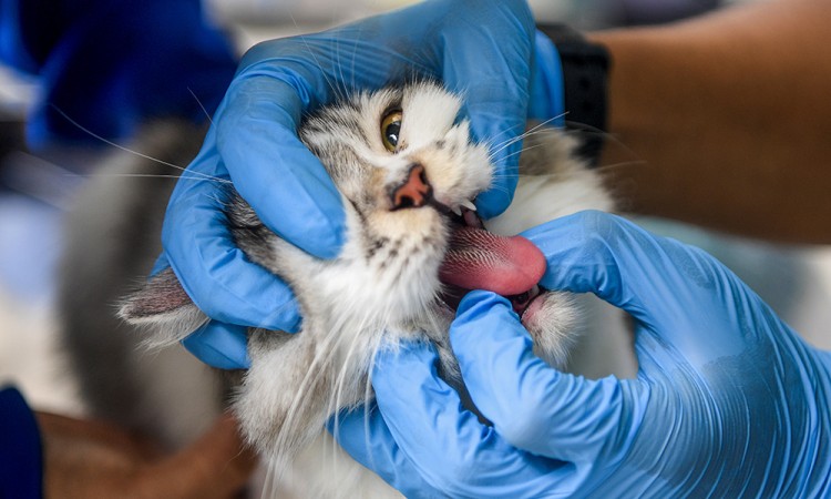 Peringatan Hari Rabies Sedunia di Samarinda