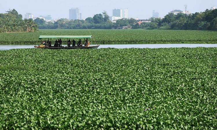 Sungai Jeneberang di Kabupaten Gowa Dipenuhi Tanaman Eceng Gondok