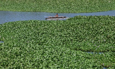 Sungai Jeneberang di Kabupaten Gowa Dipenuhi Tanaman Eceng Gondok