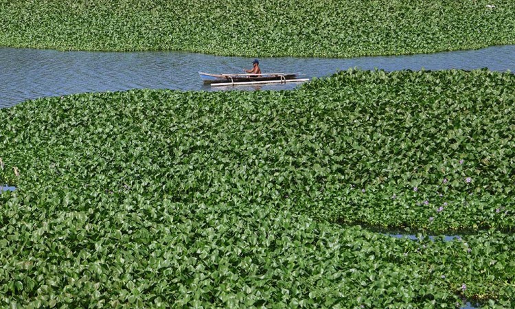 Sungai Jeneberang di Kabupaten Gowa Dipenuhi Tanaman Eceng Gondok