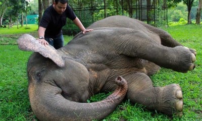 Melihat Lebih Dekat Perawatan Satwa di Medan Zoo