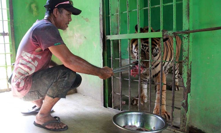 Melihat Lebih Dekat Perawatan Satwa di Medan Zoo