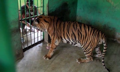 Melihat Lebih Dekat Perawatan Satwa di Medan Zoo