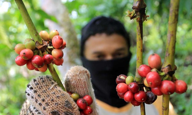 Harga Biji Kopi Kering Jenis Robusta di Tingkat Petani Turun