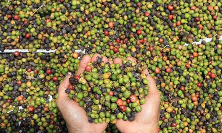 Harga Biji Kopi Kering Jenis Robusta di Tingkat Petani Turun