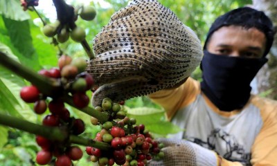 Harga Biji Kopi Kering Jenis Robusta di Tingkat Petani Turun