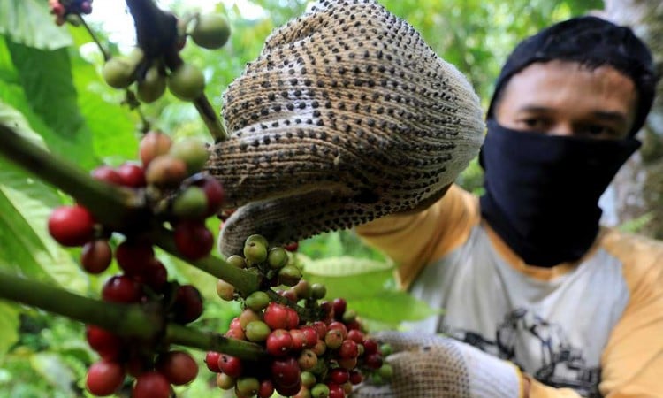 Harga Biji Kopi Kering Jenis Robusta di Tingkat Petani Turun