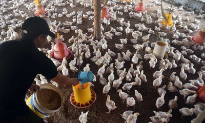 Kementerian Pertanian Akan Menerapkan Kebijakan Stabilitas Harga Ayam Hidup