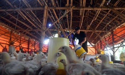 Kementerian Pertanian Akan Menerapkan Kebijakan Stabilitas Harga Ayam Hidup