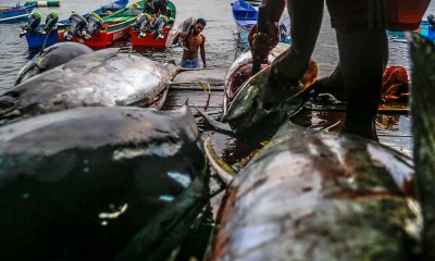 Nelayan Skala Kecil di Maluku Utara Dapat Menangkap Ikan Tuna Kualitas Ekspor Sebanyak 329 Ekor Per Bulan