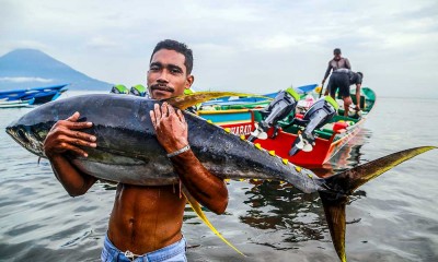 Nelayan Skala Kecil di Maluku Utara Dapat Menangkap Ikan Tuna Kualitas Ekspor Sebanyak 329 Ekor Per Bulan