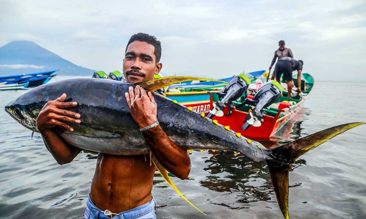 Nelayan Skala Kecil di Maluku Utara Dapat Menangkap Ikan Tuna Kualitas Ekspor Sebanyak 329 Ekor Per Bulan