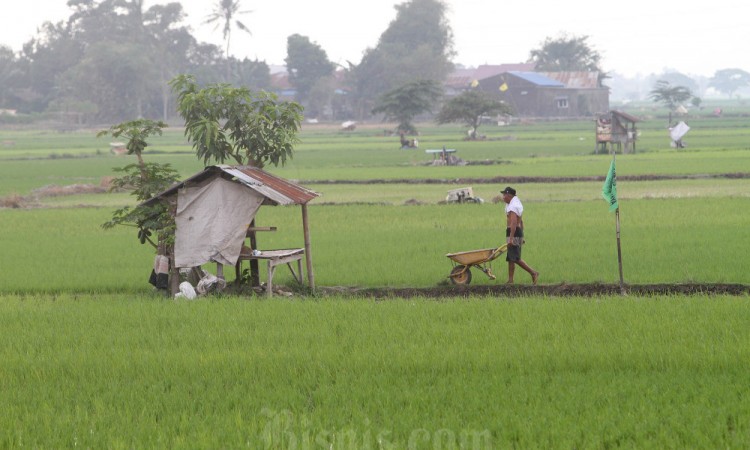 BPS Mencatat Nulai Tukar Petani Naik 0,38% Pada September 2024