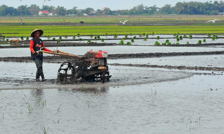 Kementerian Pertanian Targetkan Produksi Beras Pada 2025 Mencapai 32,29 Juta Ton