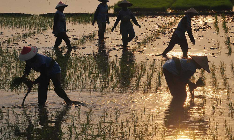 Kementerian Pertanian Targetkan Produksi Beras Pada 2025 Mencapai 32,29 Juta Ton