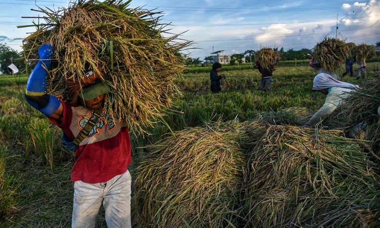 Realisasi Penyerapan Beras Dalam Negeri Melalui Perum Bulog Mencapai 908.000 Ton