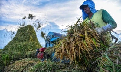 Realisasi Penyerapan Beras Dalam Negeri Melalui Perum Bulog Mencapai 908.000 Ton