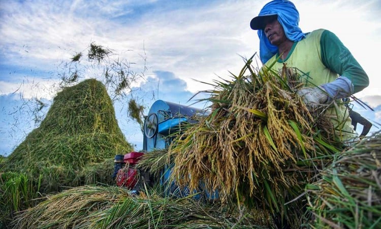 Realisasi Penyerapan Beras Dalam Negeri Melalui Perum Bulog Mencapai 908.000 Ton