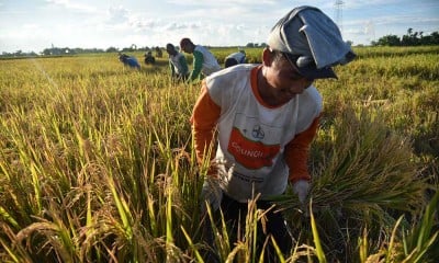 Realisasi Penyerapan Beras Dalam Negeri Melalui Perum Bulog Mencapai 908.000 Ton