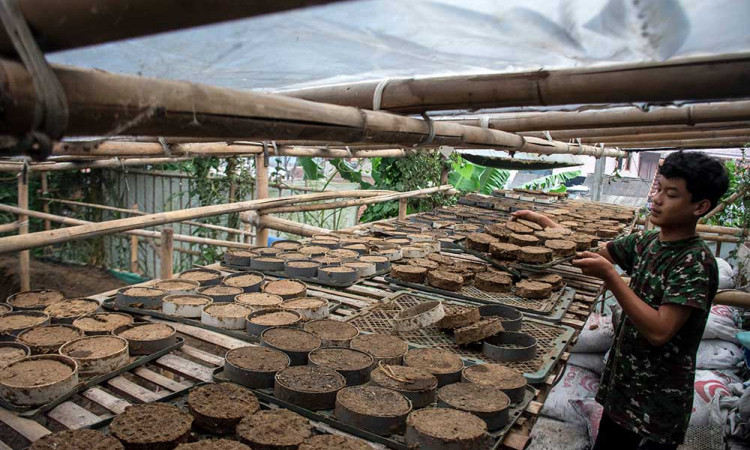 Kelompok Obor Desa Organik Sukajaya Manfaatkan Kotoran Sapi Untuk Dijadikan Briket Media Tanam
