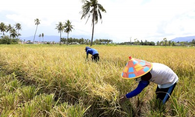 Penyerapan Tenaga Kerja Sektor Pertanian Gorontalo